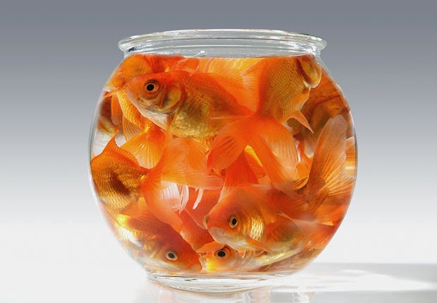620-goldfish-small-bowl-claustrophobia.imgcache.rev1363017034520