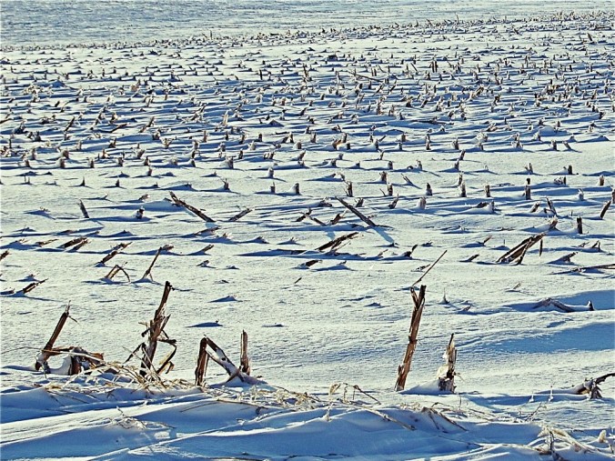 Snowy Cornfield